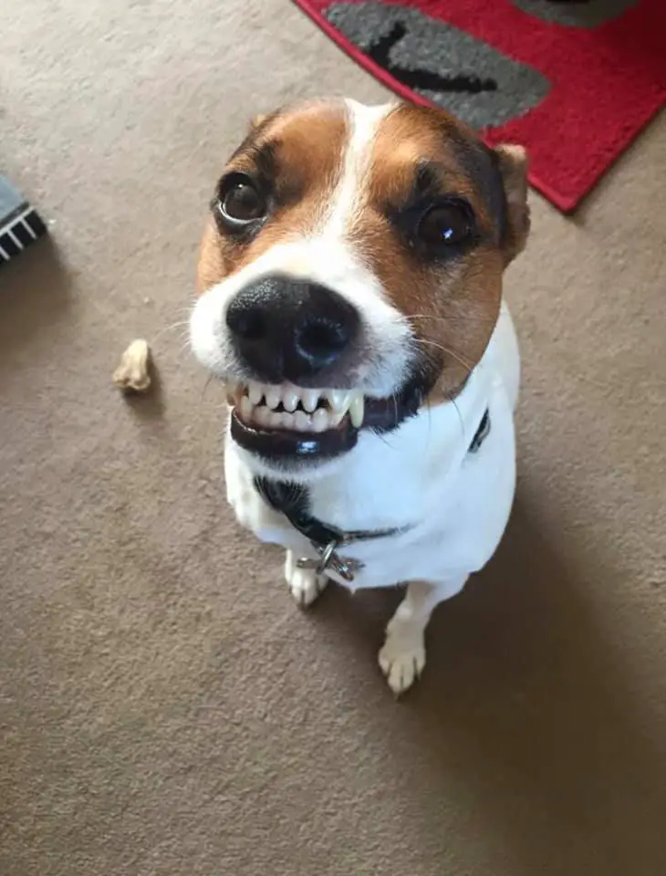 Jrt Smiling 1 Best Jack Russell Terrier Lovers