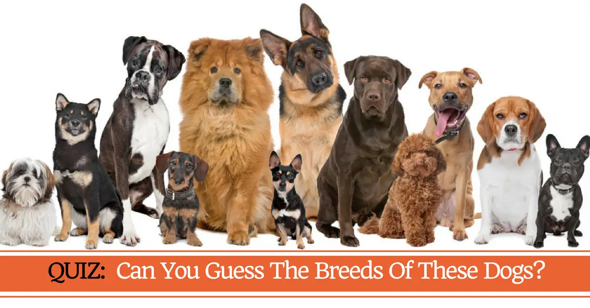 How Well Do You Know These Dog Breeds?