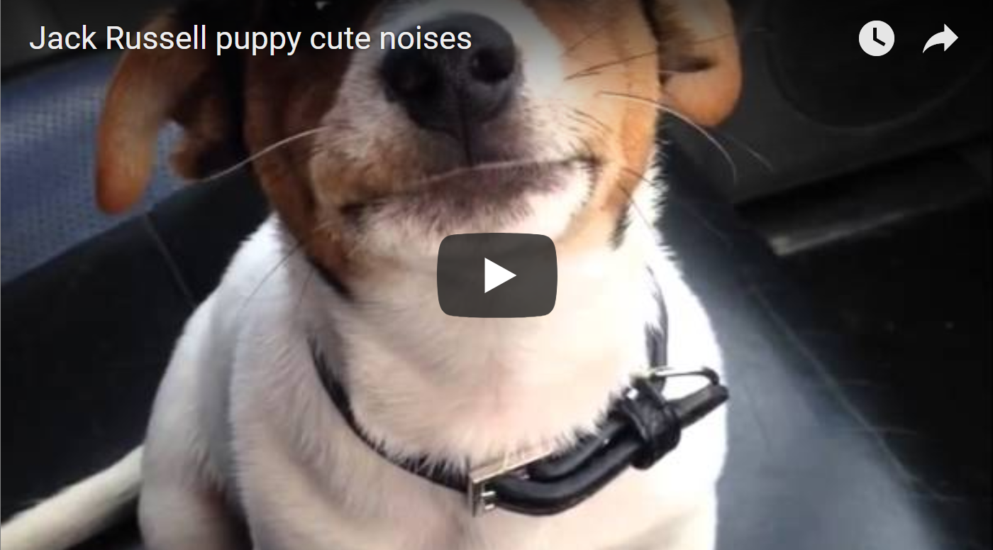 Cute And Funny Jrt Videos Best Jack Russell Terrier Lovers Page 4