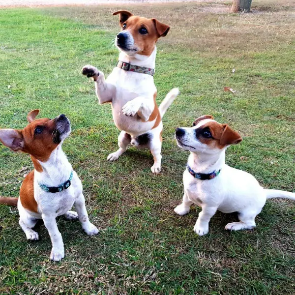 Jack Russell Terriers And Their Furry 