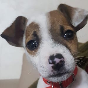 Jack Russell Terriers With Beautiful Markings Best Jack Russell