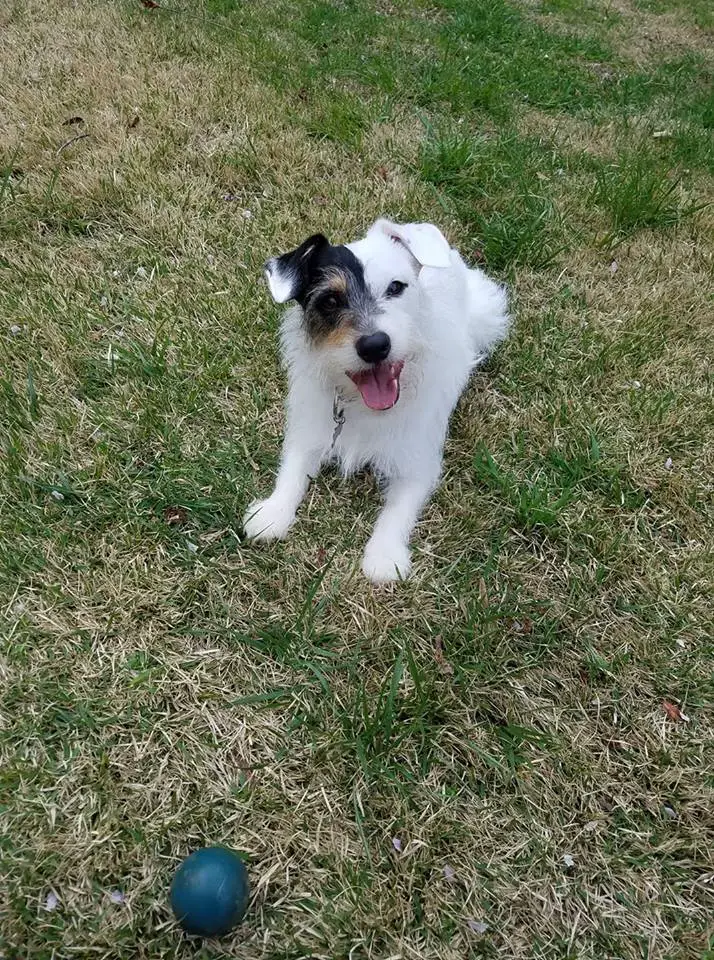 Jack Russell Terrier Coat Colorings