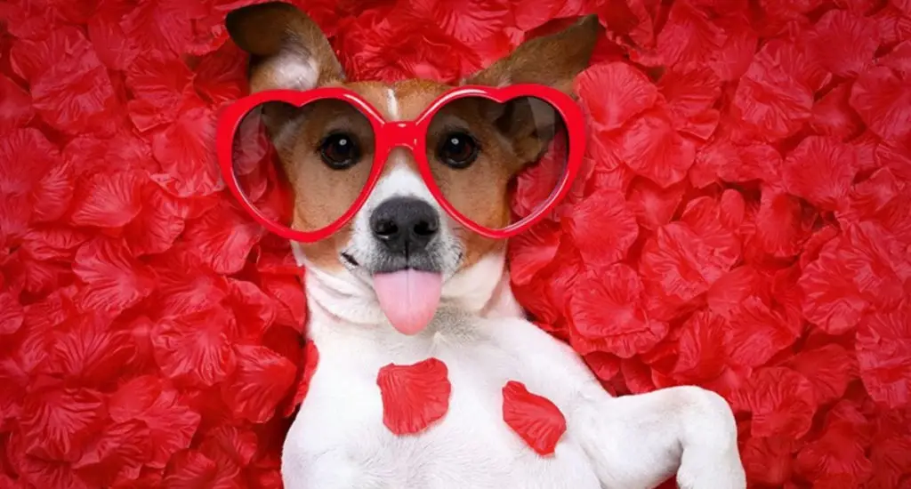 Five Cutest Ways To Celebrate Valentine’s Day With Your Dog – Best JRT ...