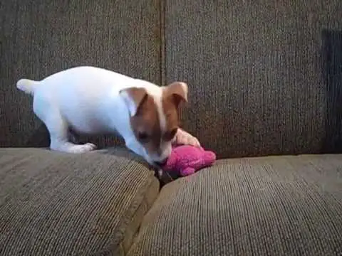 jack russell toys