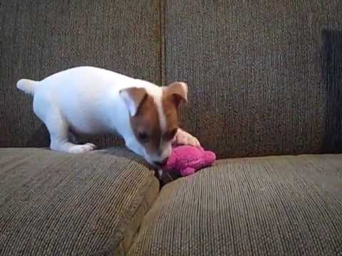 dog toys for jack russells