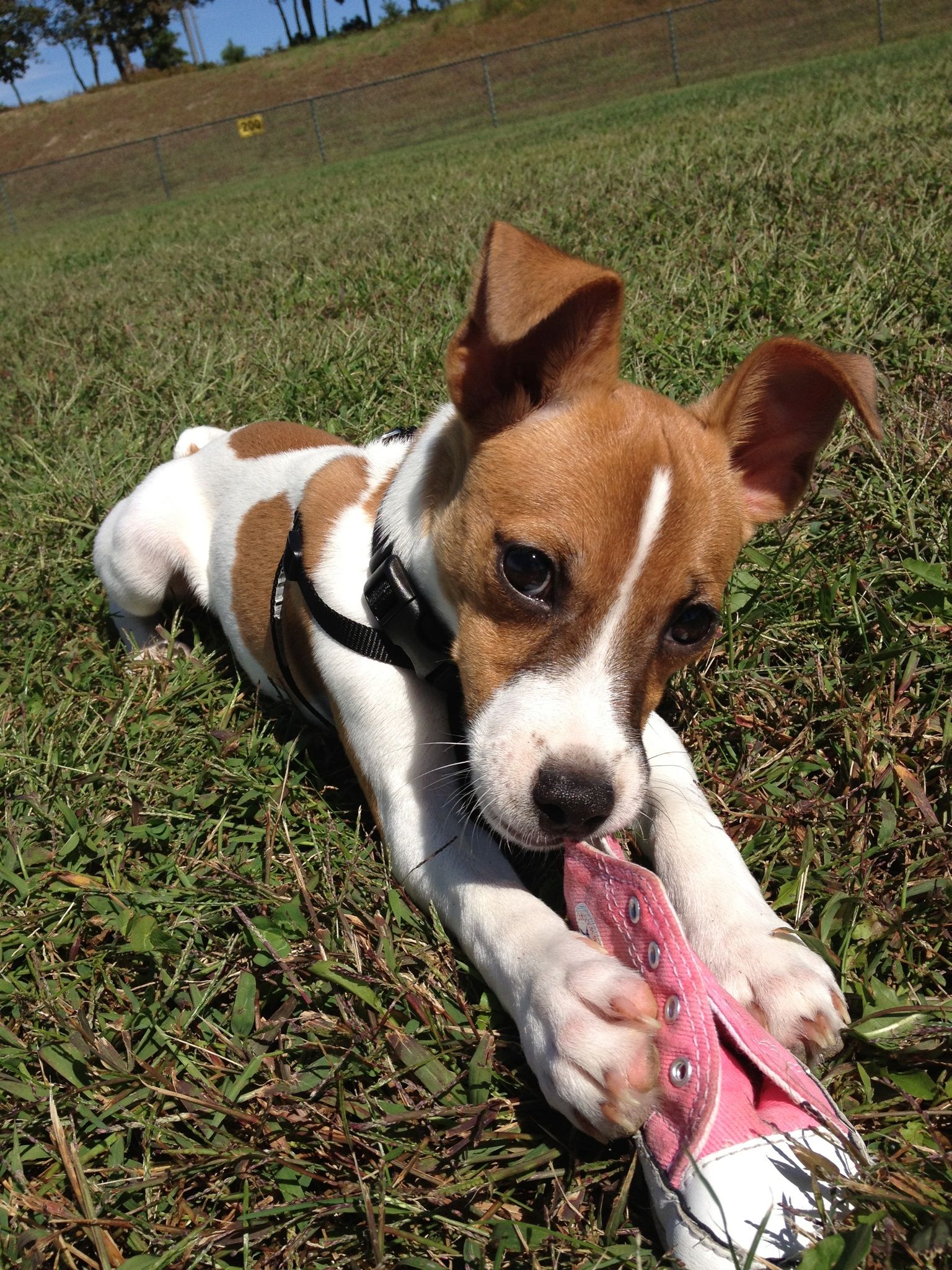 dog toys for jack russells