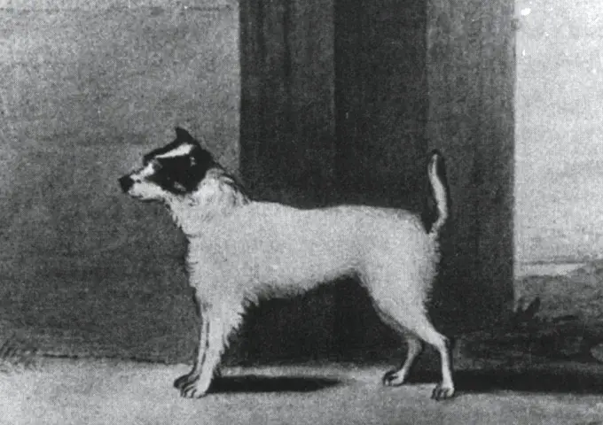 The first Jack Russell Terrier (1819)