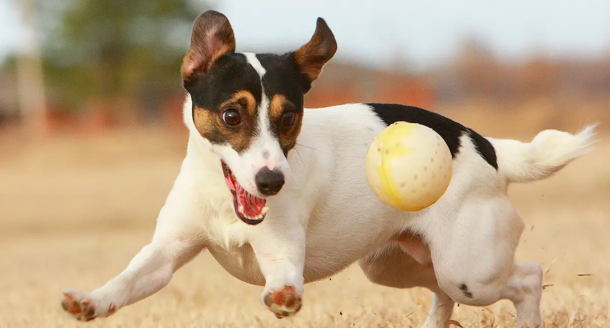 a Jack Russell Terrier chasing a ball