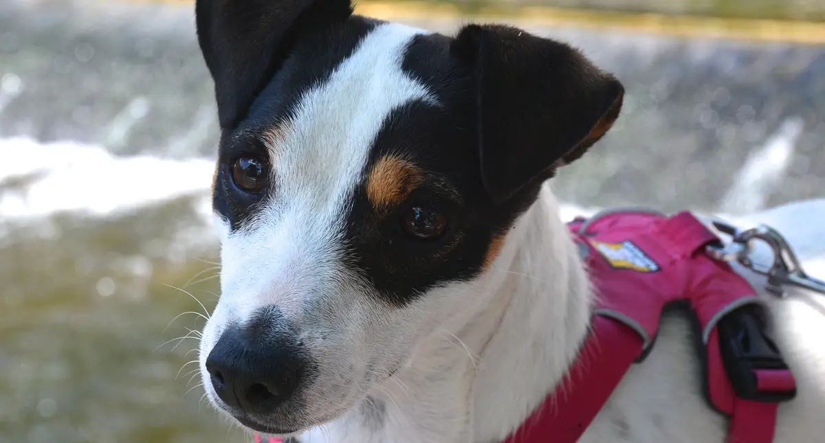 a Jack Russell Terrier in a red harness