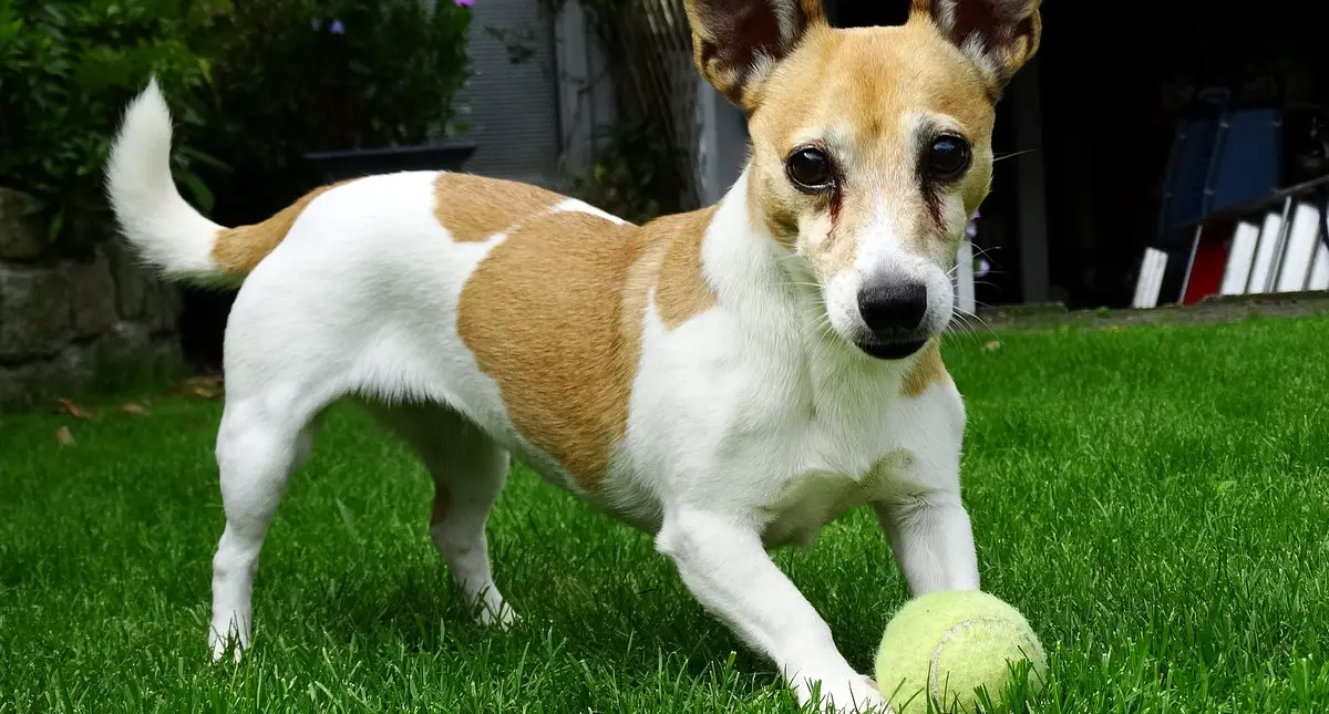 A Jack Russell Terrier with a ball