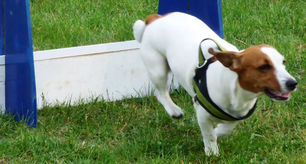 a Jack Russell Terrier clears an agility jump