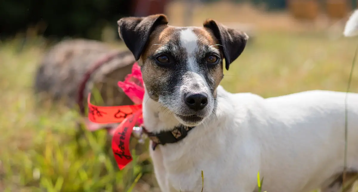 A Jack Russell terrier facing forward head and shoulders