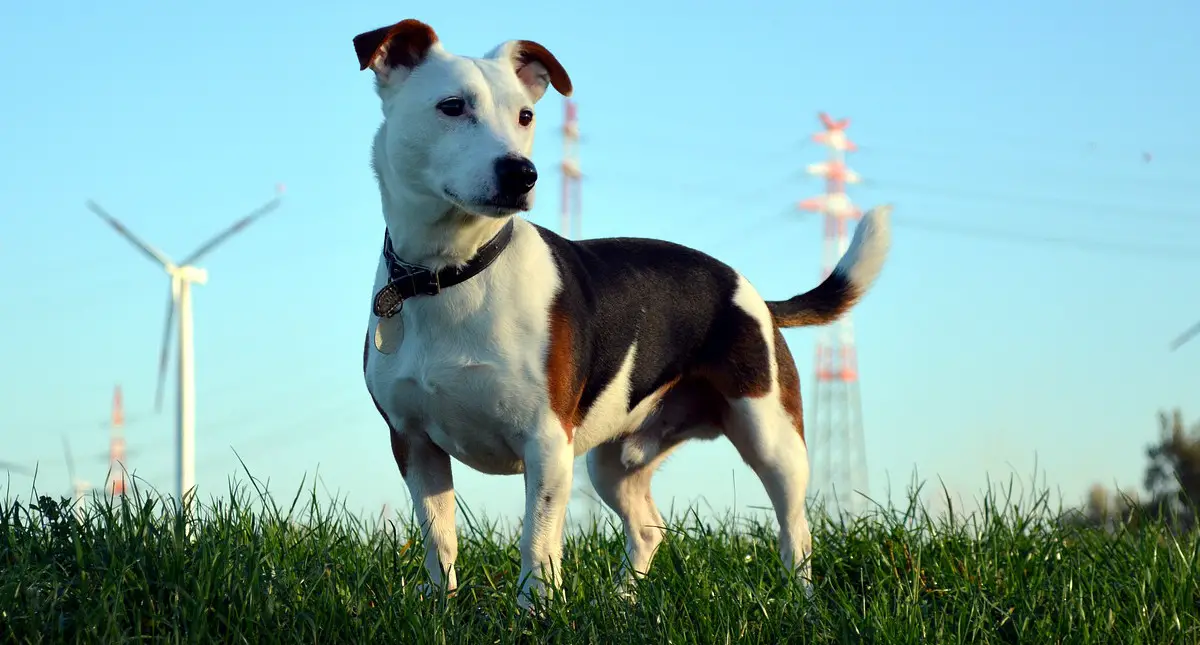 a Jack Russell Terrier
