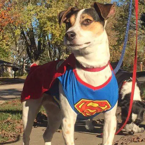 A Jack Russell Terrier in a Superman costume