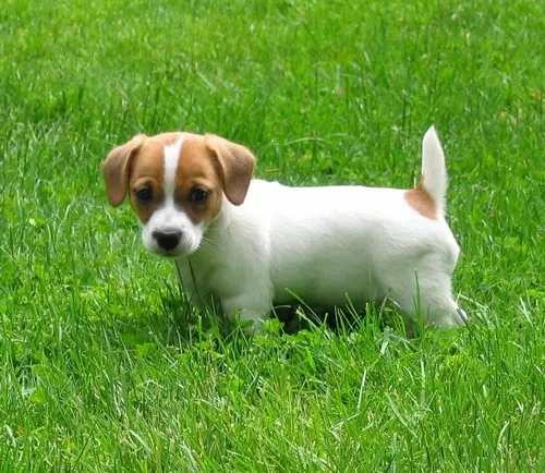 JRT puppy - Best Jack Russell Terrier Lovers