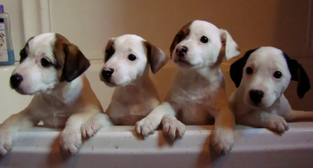 Prescription Dog Food When Is It Worth It? Best JRT Lovers