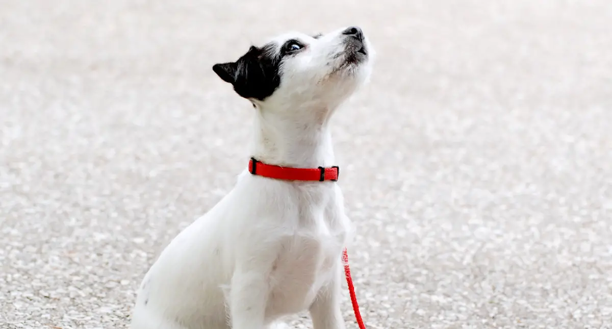 a Jack Russell Terrier puppy sitting at attention