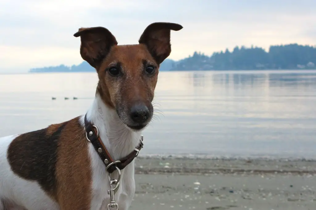 smooth fox terrier