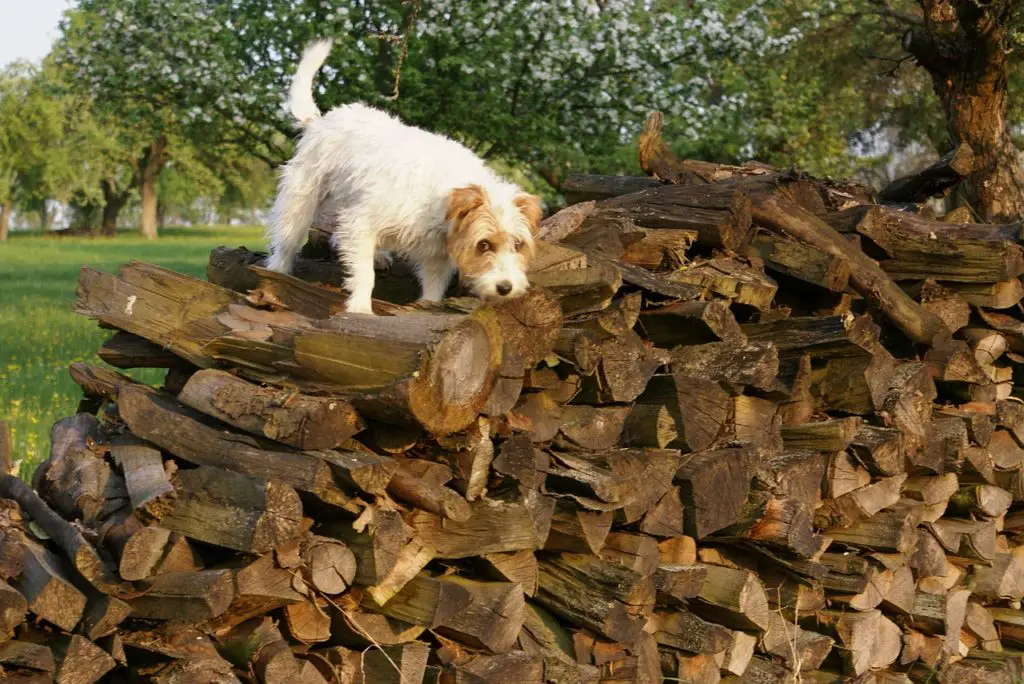 parson russell terrier