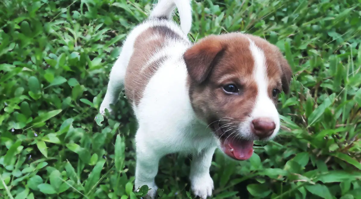 potty training: a Jack Russell Terrier puppy