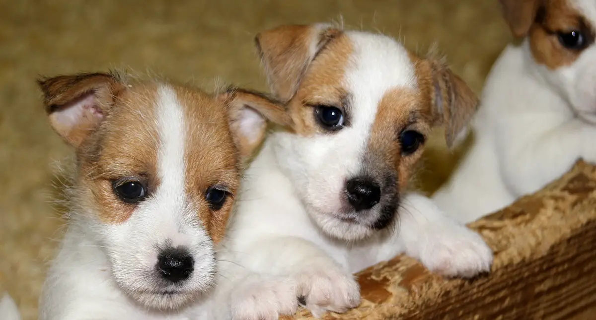 three Jack Russell Terrier puppies looking forward