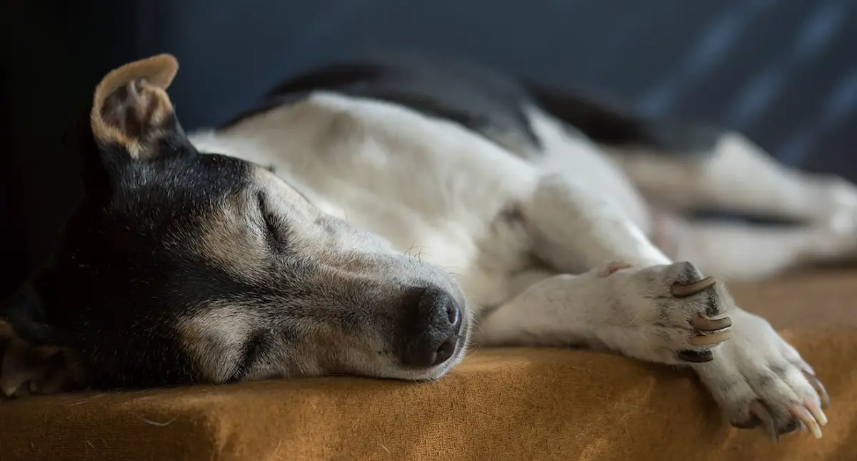 a senior Jack Russell Terrier napping