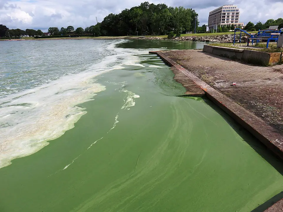 a green algae bloom in Germany