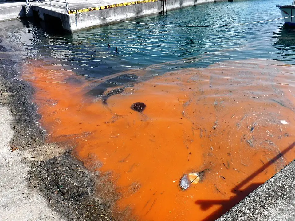 a red tide algae bloom in Japan