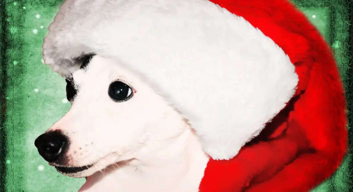 a Jack Russell terrier in a Santa hat