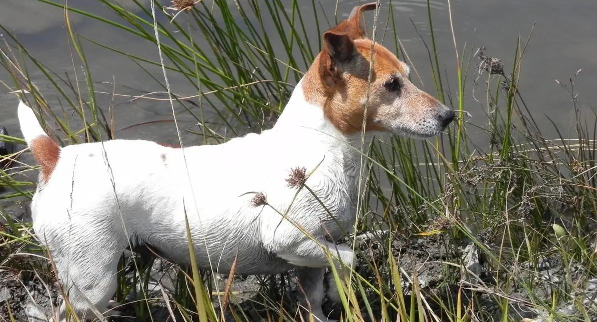a Jack Russell Terrier wading through a marsh