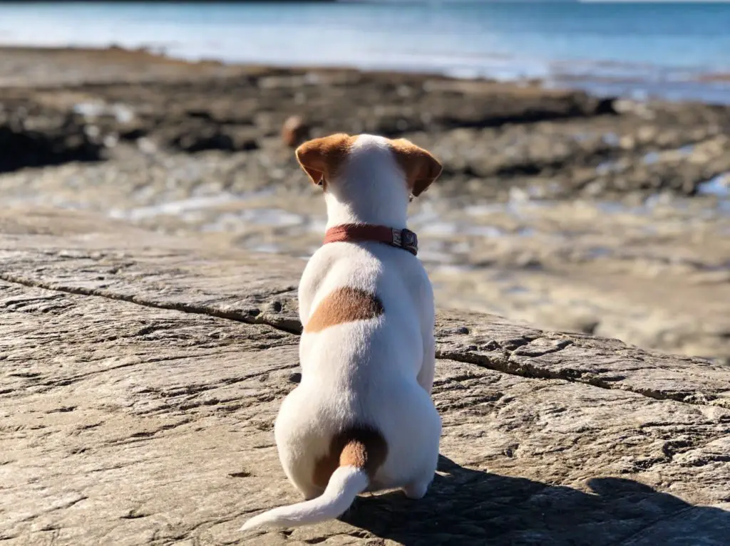 a Jack Russell Terrier sitting and looking out at the ocean