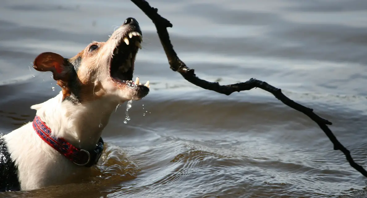 a Jack Russell Terrier chasing a stick in the water