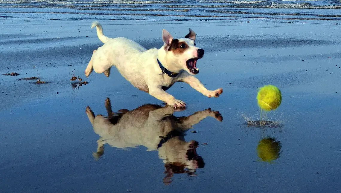 a jack russell terrier chasing a ball on wet sand