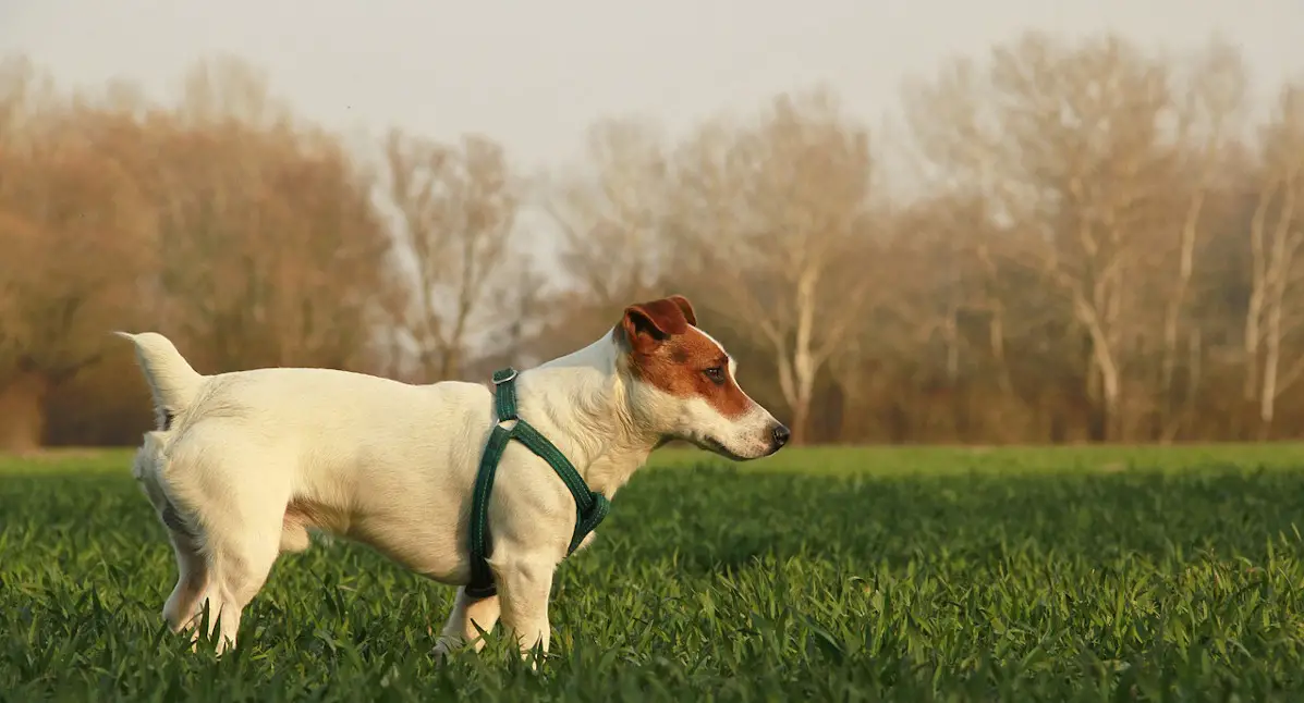 a Jack Russell from the side, facing right, in a forest