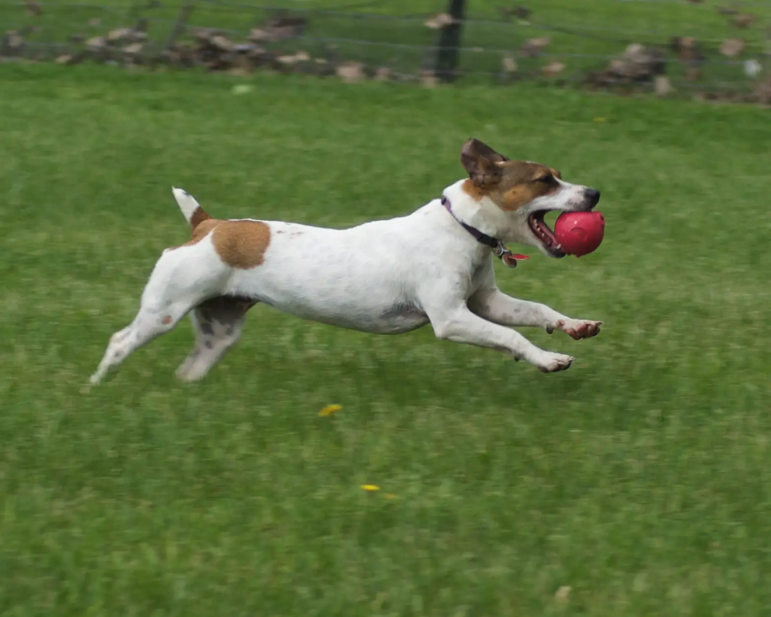 a Jack Russell Terrier running with a red ball in its mouth
