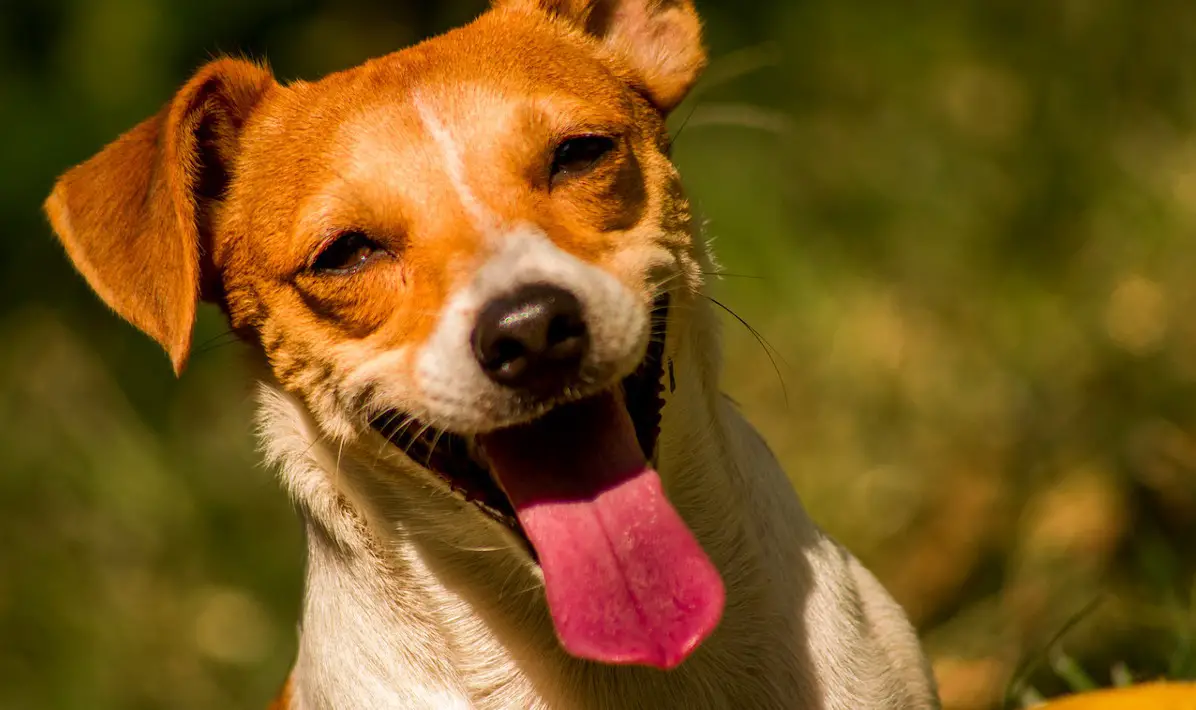 a Jack Russell terrier facing forward and smiling