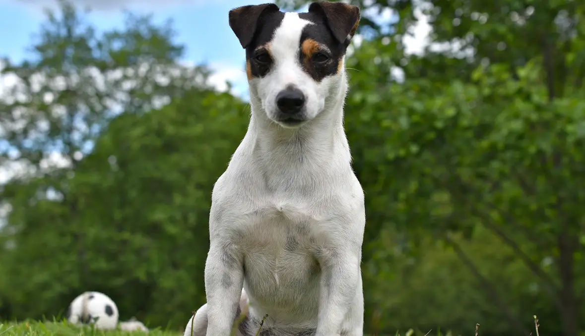 a Jack Russell terrier sitting and facing forward