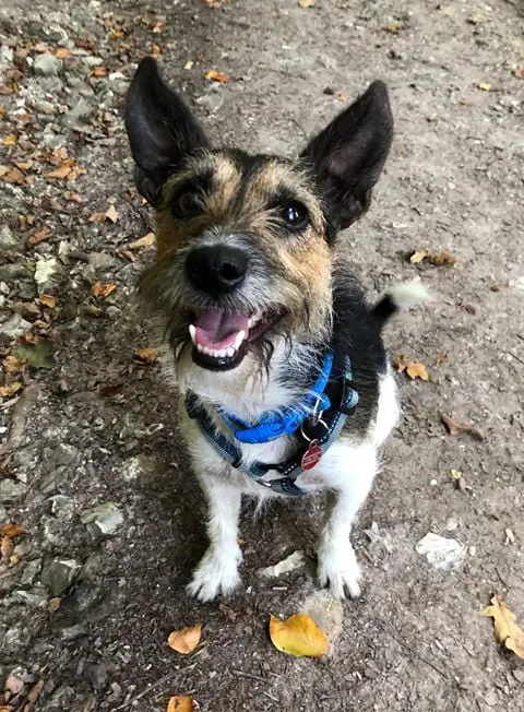 a jack russell terrier looking up