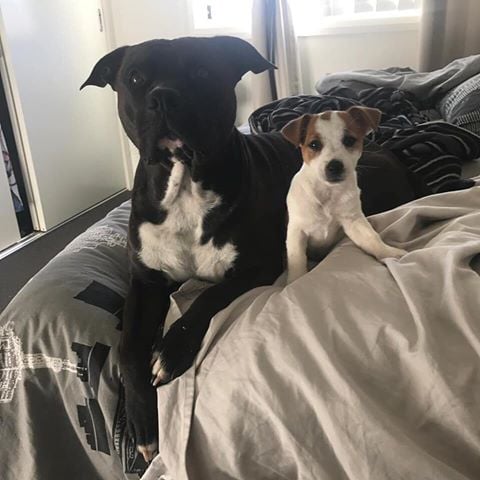 A small Jack Russell terrier with a larger pit bull, cuddling on a sofa