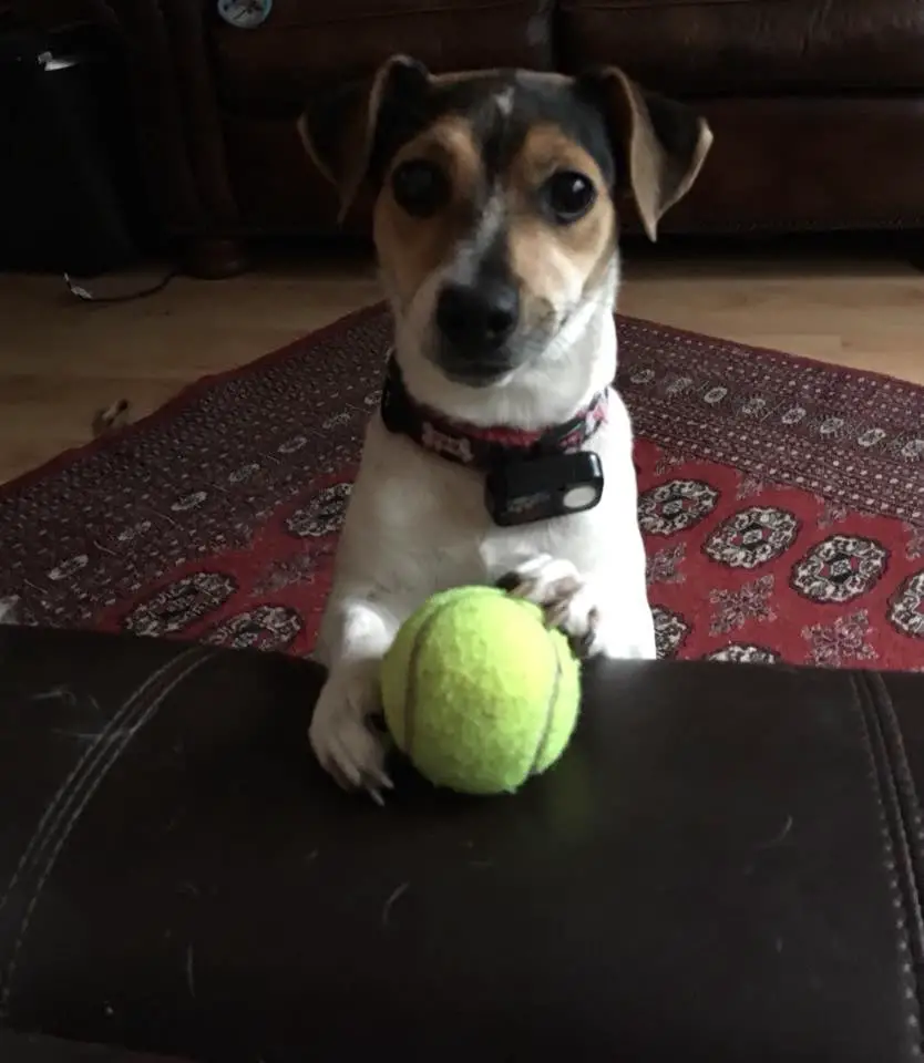 a Jack Russell Terrier standing up at a desk holding a ball.