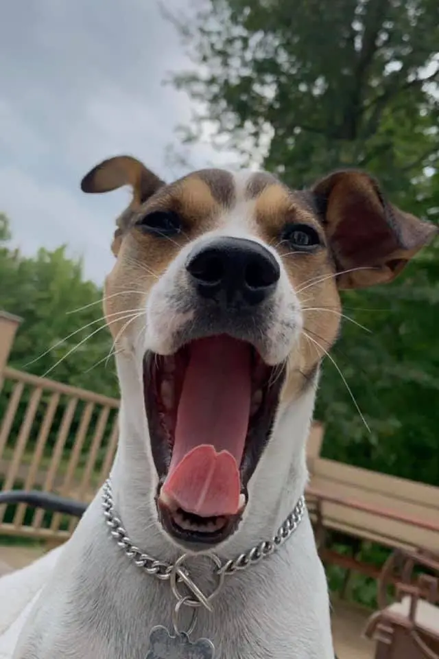 closeup of a jack russell terrier yawning