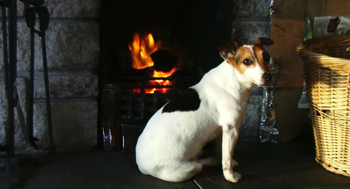 a Jack Russell terrier sitting by a fireplace, looking at the camera, side view