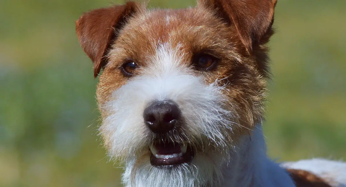 a wire coated Jack Russell looking into the camera, face only