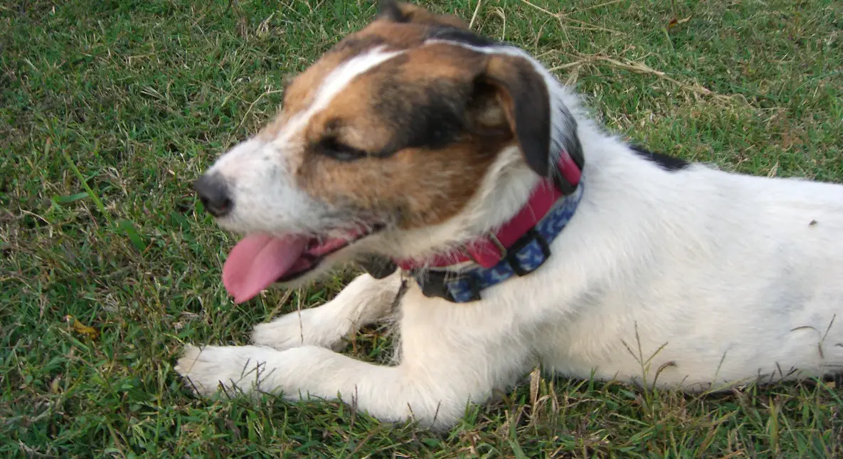 a jack russell terrier lying down, facing to the right