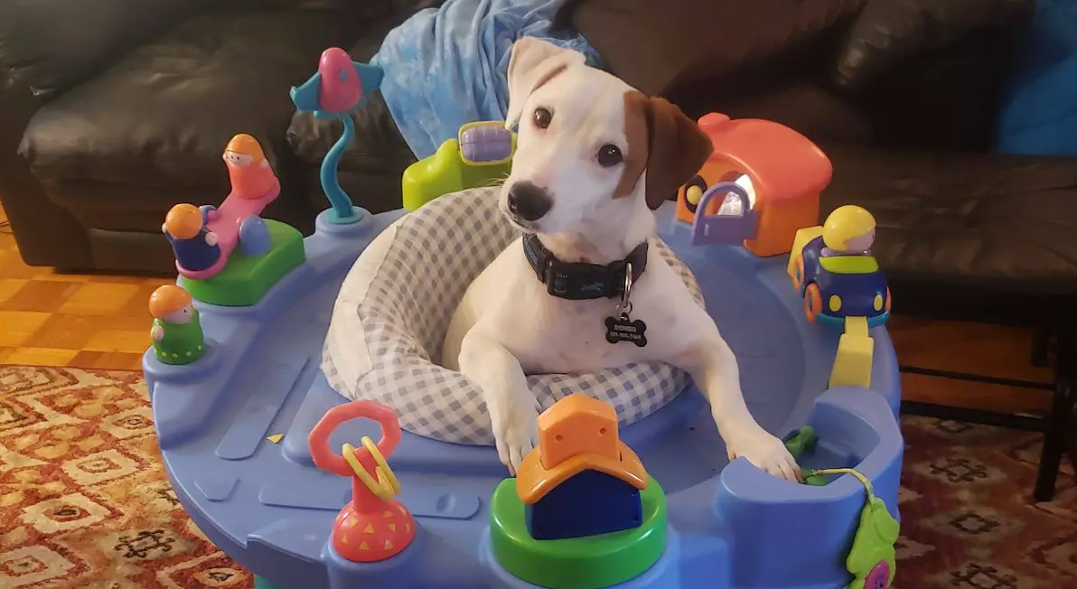 a Jack Russell Terrier sitting in a baby walker