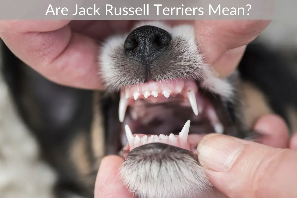 Are Jack Russell Terriers Mean?